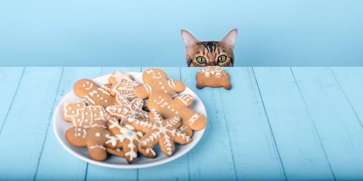 A cat sneakily peers over the edge of a table at a plate of gingerbread cookies