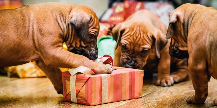 Three puppies paw at a wrapped gift