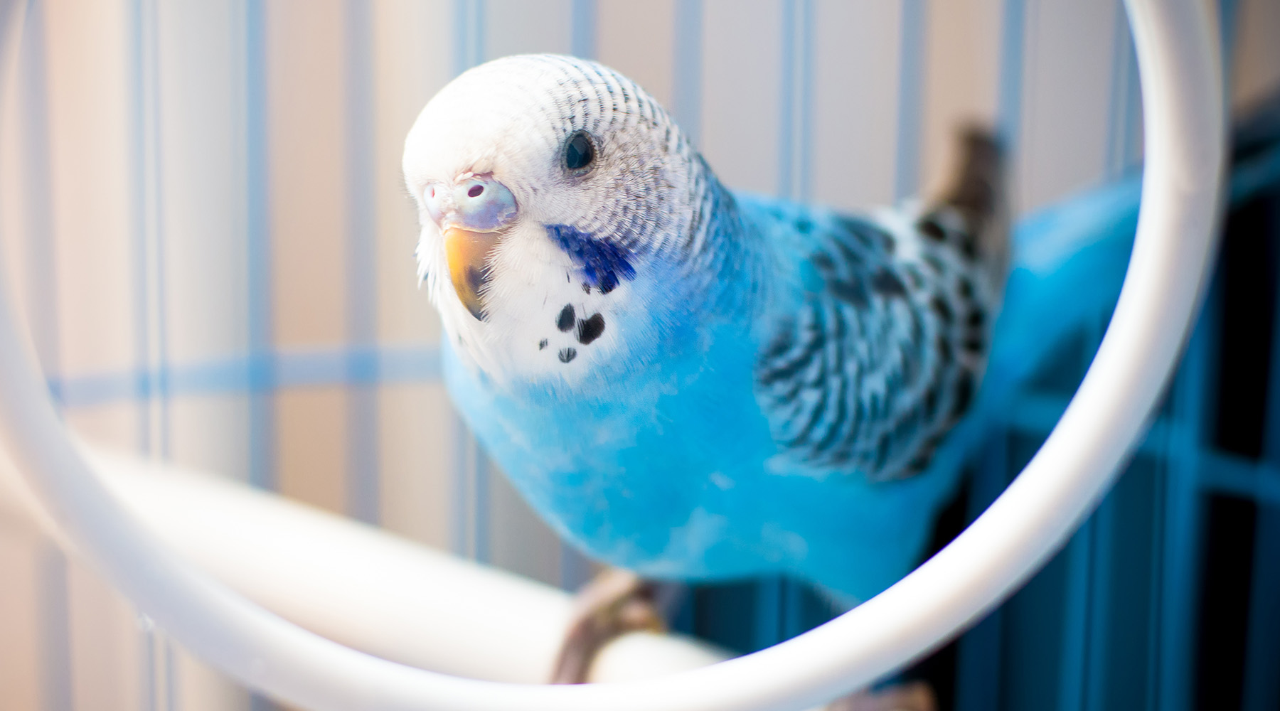 Portrait of a blue, male baby budgie, In a cage. Shallow depth of field