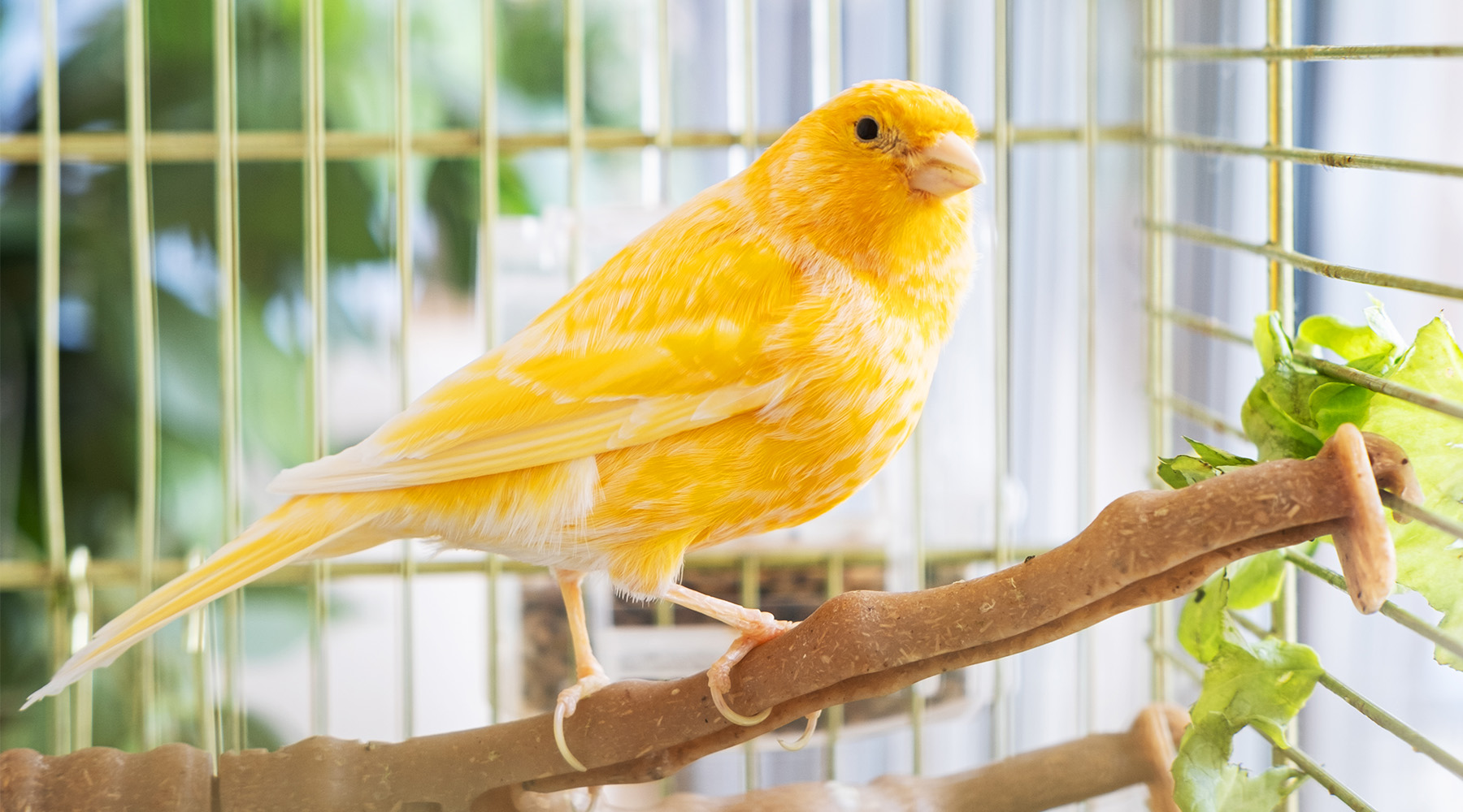 A caged yellow canary eats green grass.