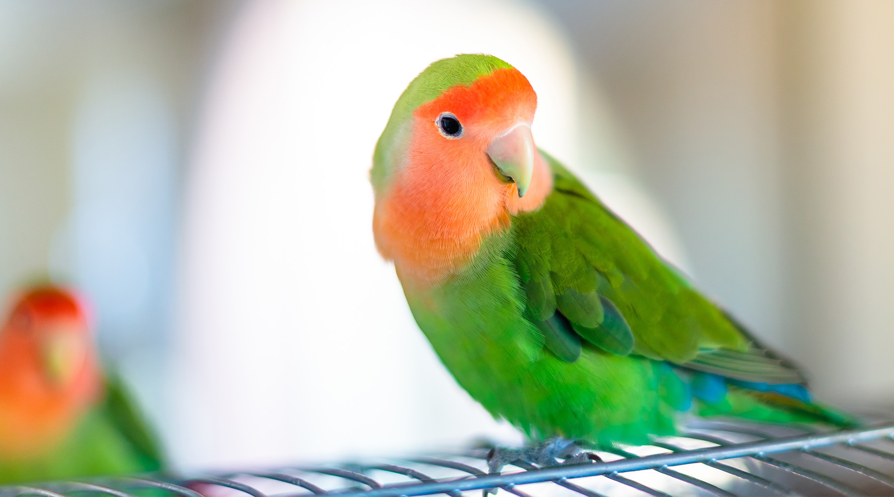 A cute peach-faced lovebird with colorful feathers on a blurred background