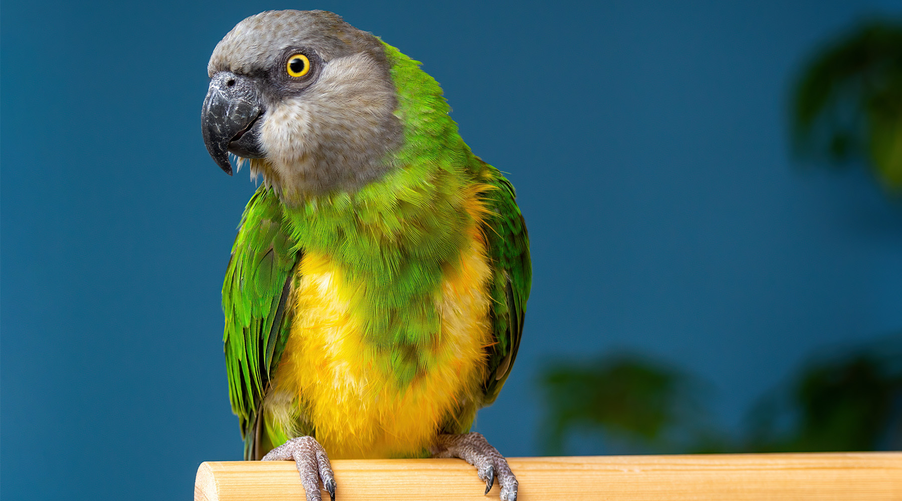 Senegal parrot on a perch on a blue background. 