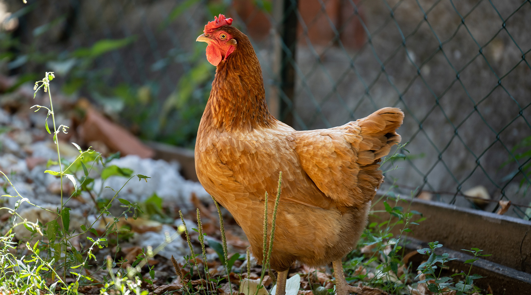 Red chicken stands on the ground in the back yard at midday in summe