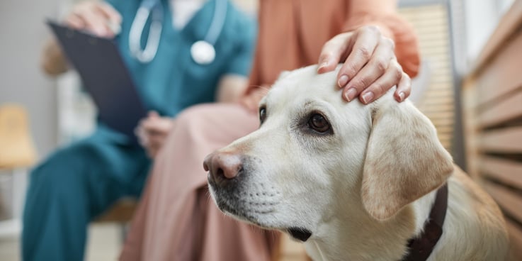 Close up of older dog with his owner's hand on his head. In the background, owner and veterinarian review a medical chart.