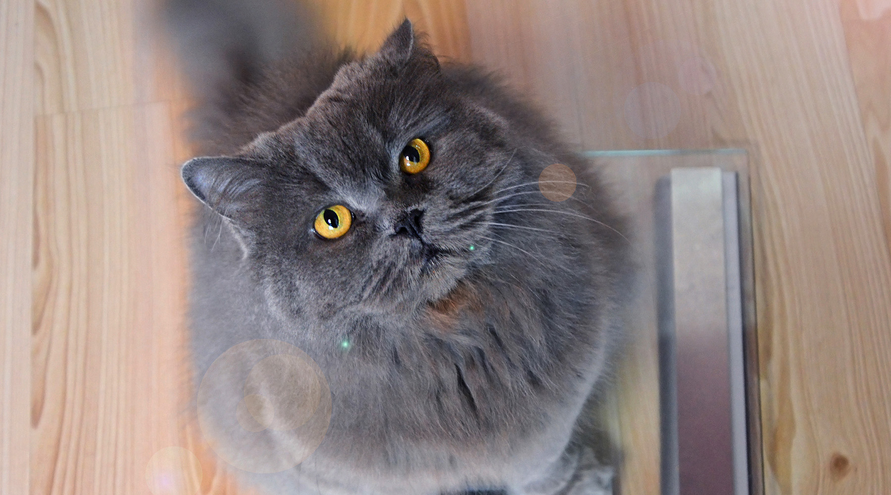 long-haired cat looking up from a scale