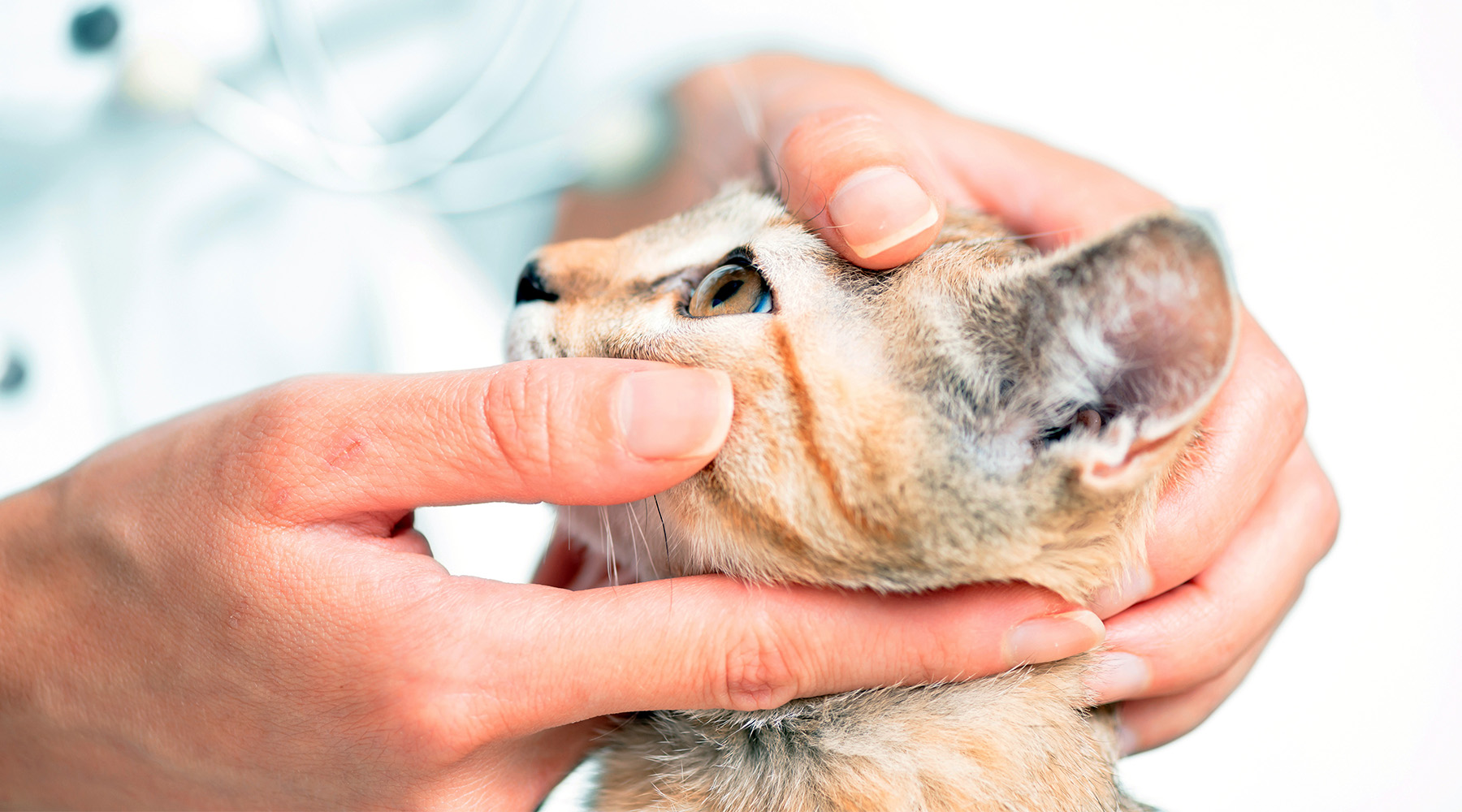 Gently examining the eye of a kitten