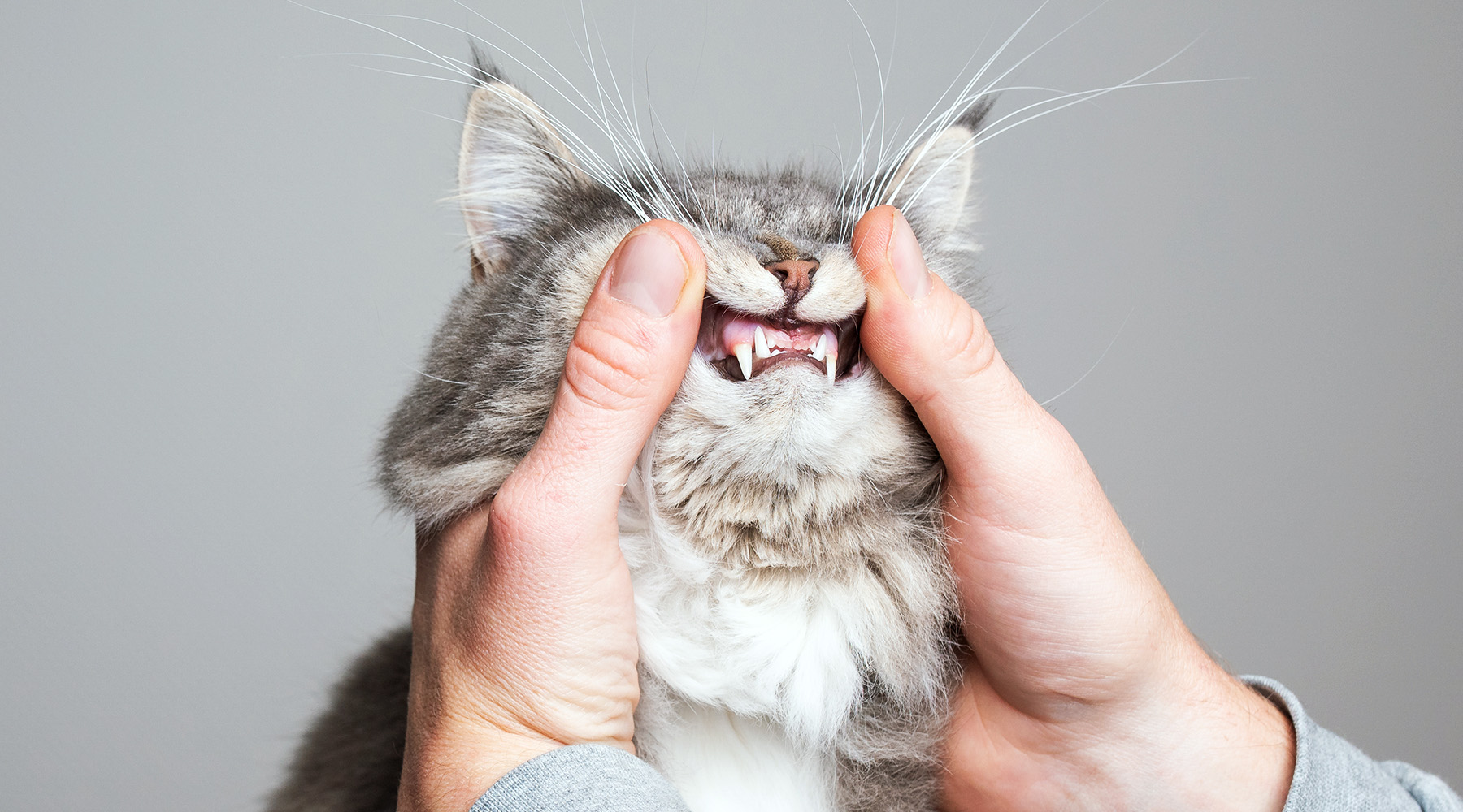 Lifting the corners of a cat's mouth to examine the teeth and gums