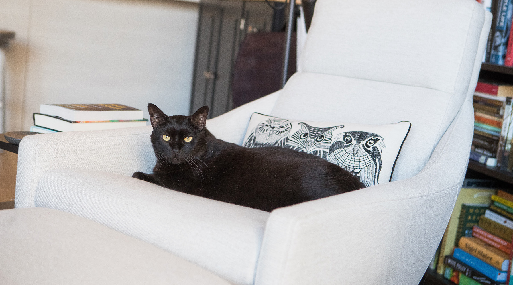 Giles the black cat lays out on a white chair in the living room
