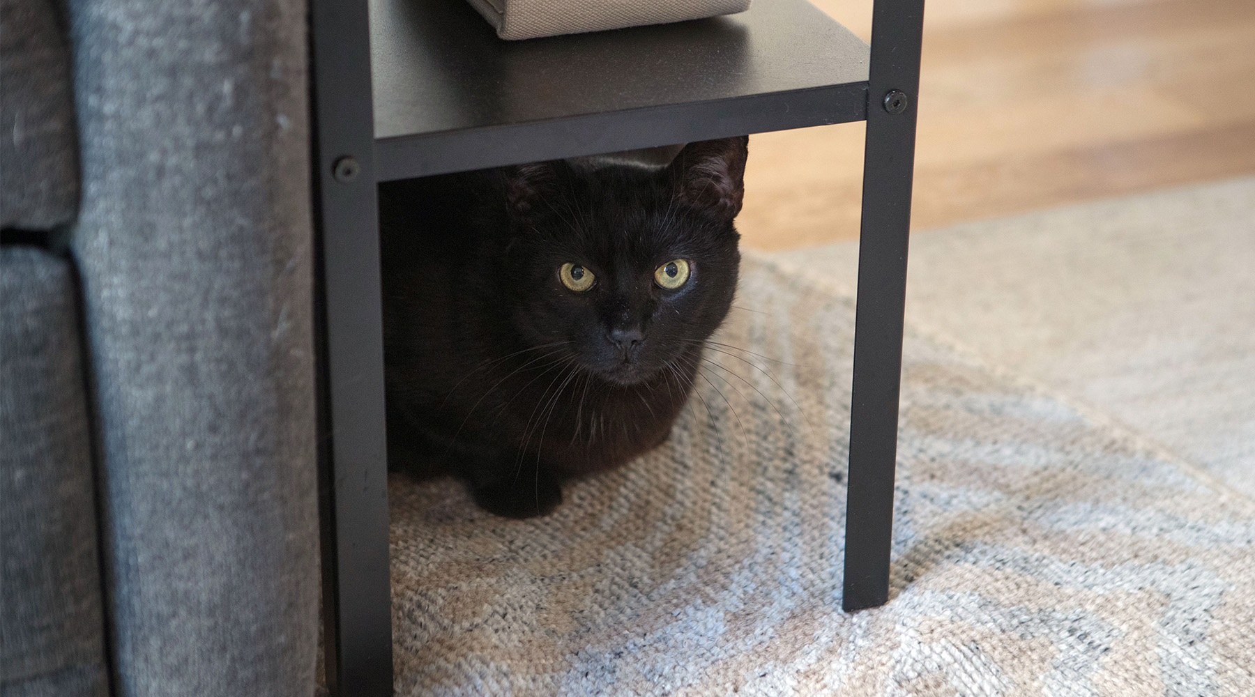 Giles the black cat finds a hiding spot near the sofa