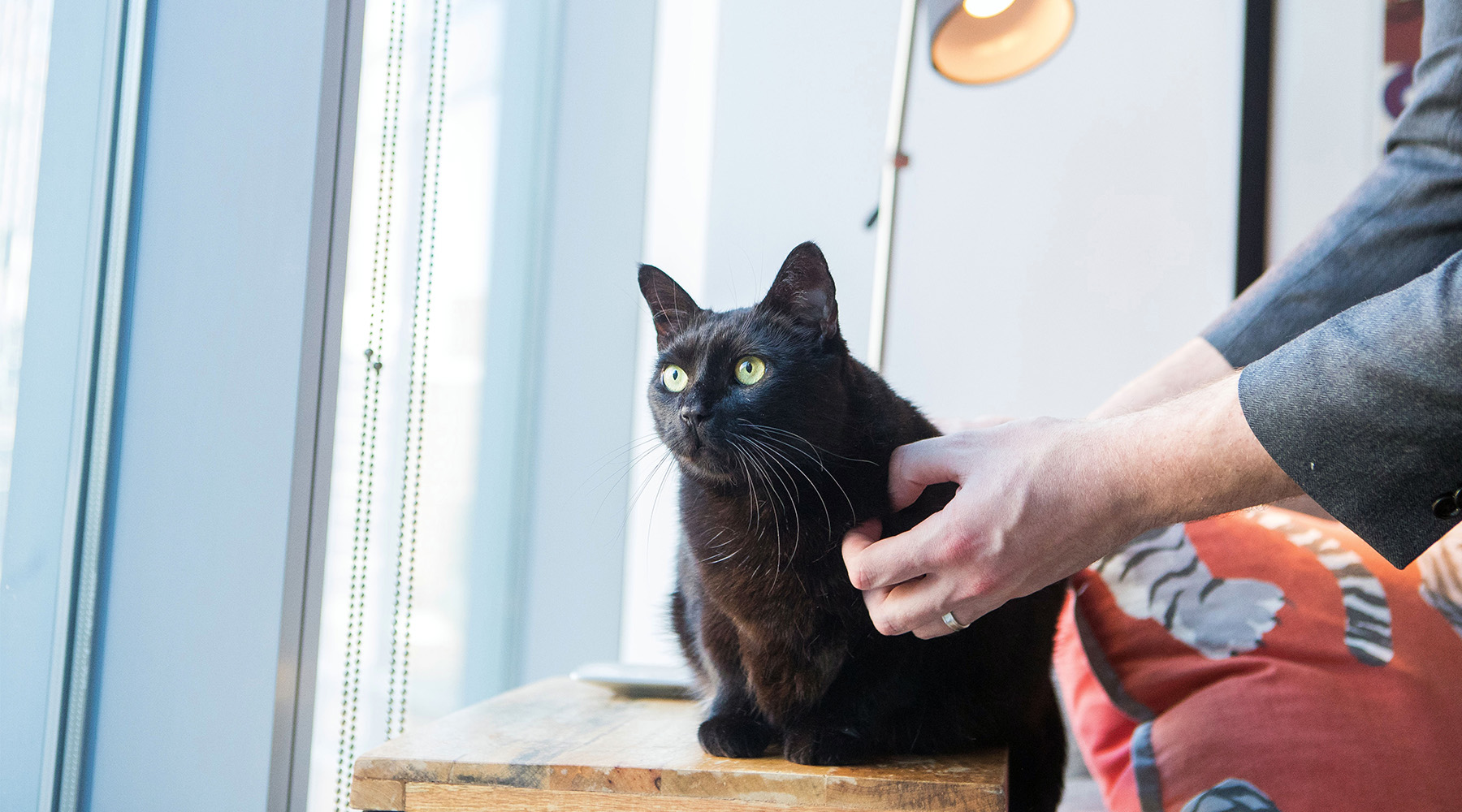 Giles the black cat stares out the window