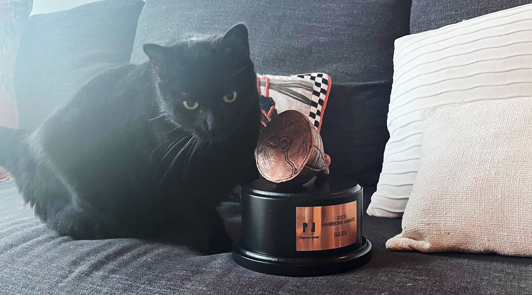 Giles the black cat sitting on a sofa next to the Hambone Award trophy