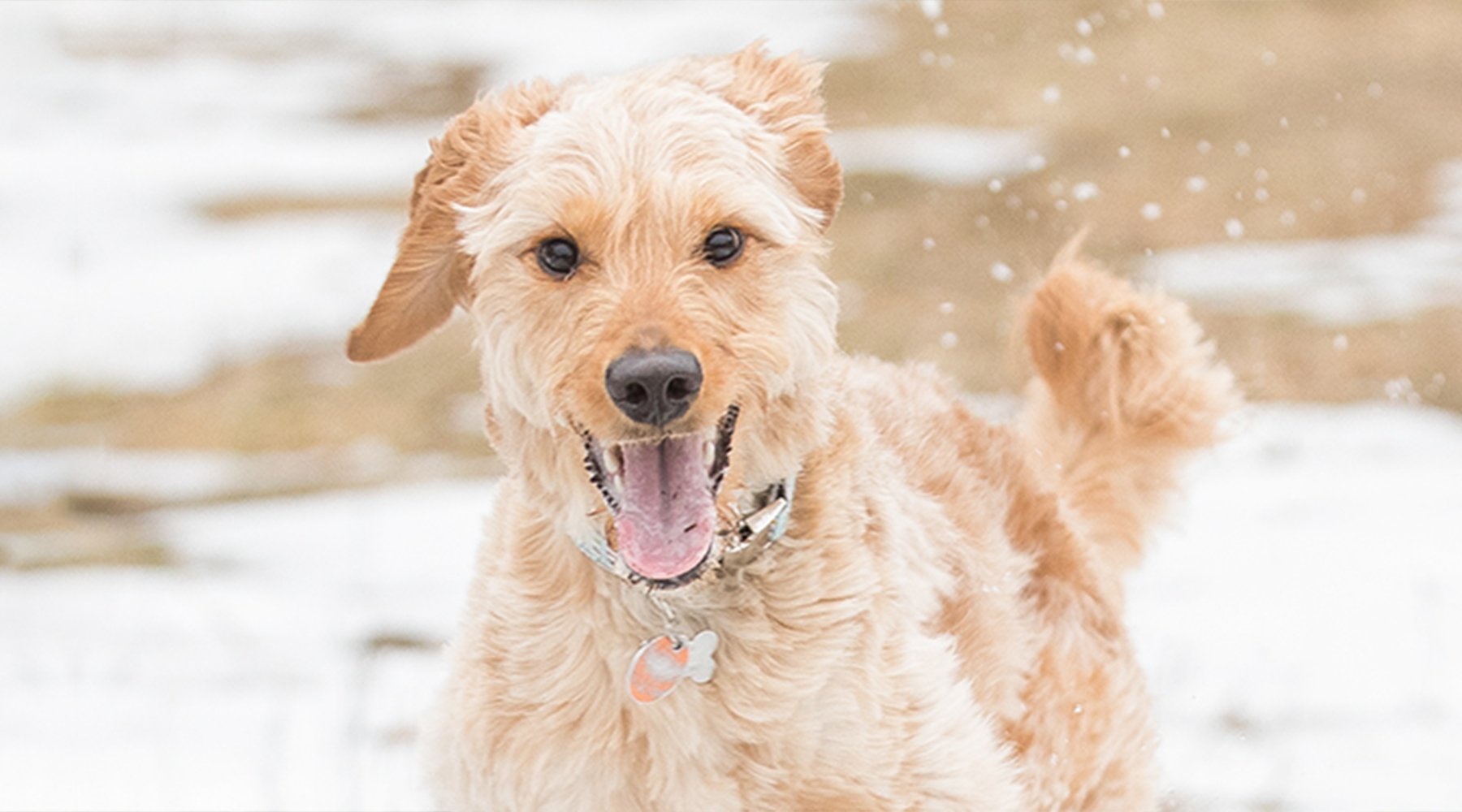 Aurora the goldendoodle bounds through a snowy area
