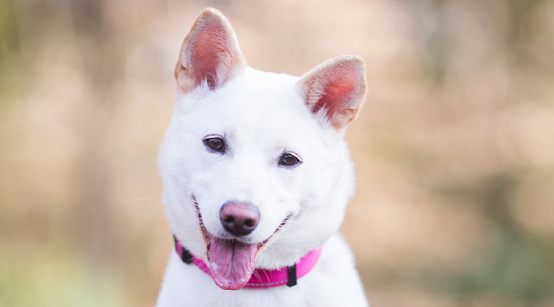 Belle the jindo puppy smiles tongue out at the camera