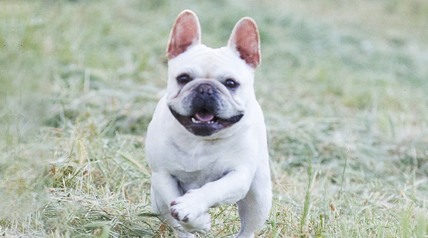 Bernie a small mixed breed dog runs toward the camera across a grassy field