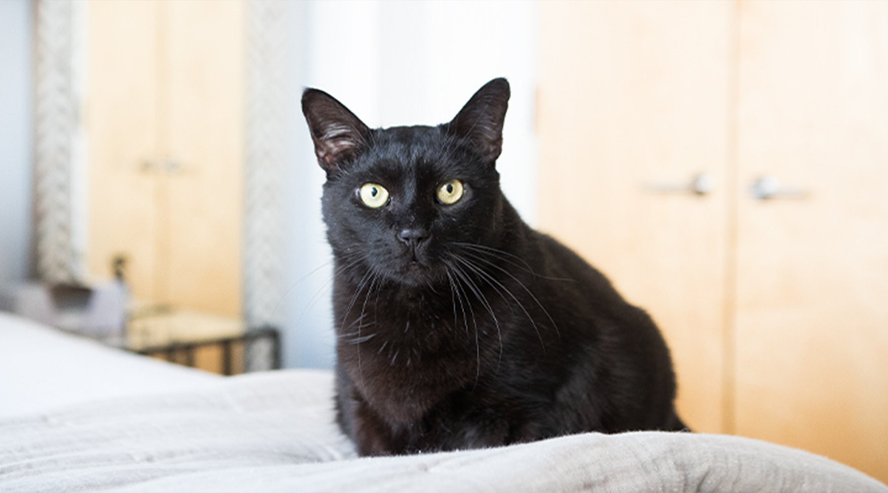 Giles the black cat sits on a bed