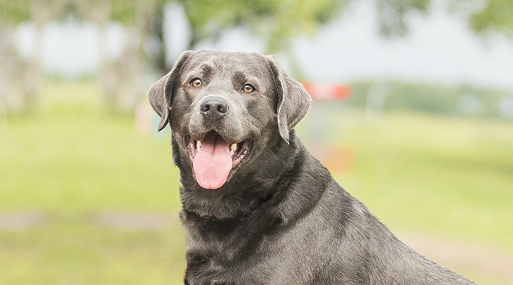 Grayson Haze the labrador retriever smiles tongue out at the camera at the park