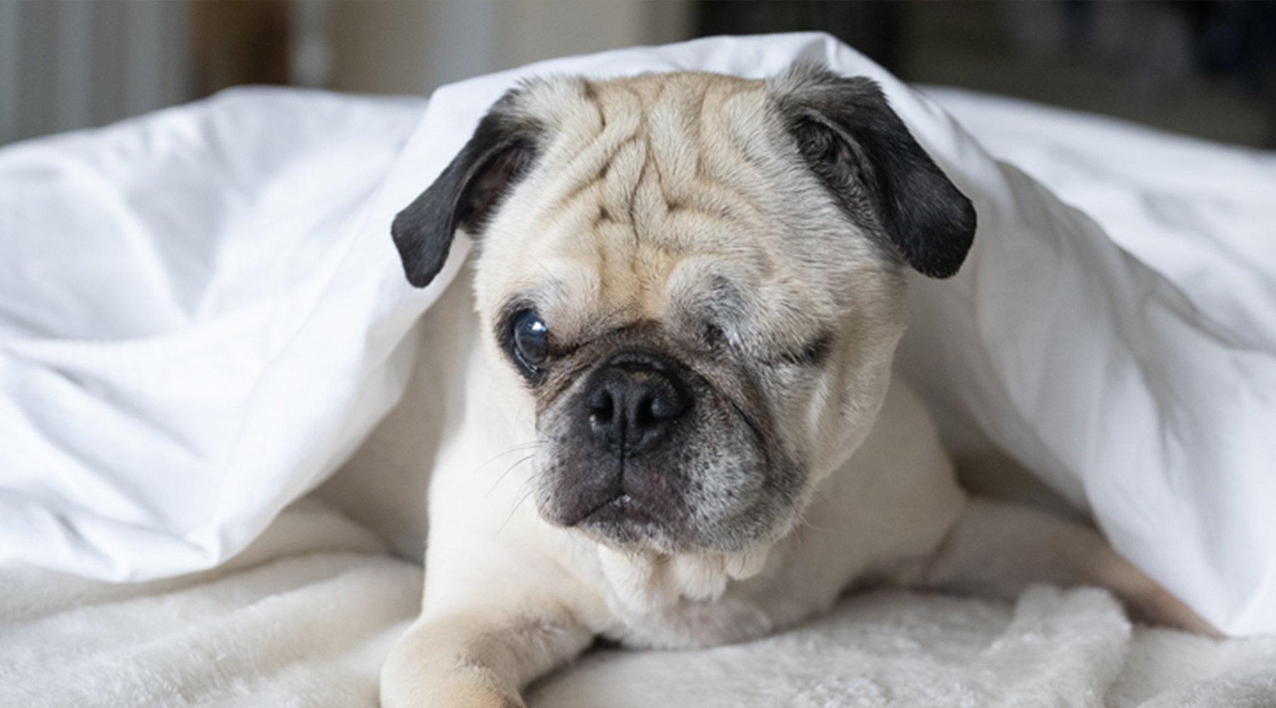 Jax the one-eyed pug nestles beneath a blanket