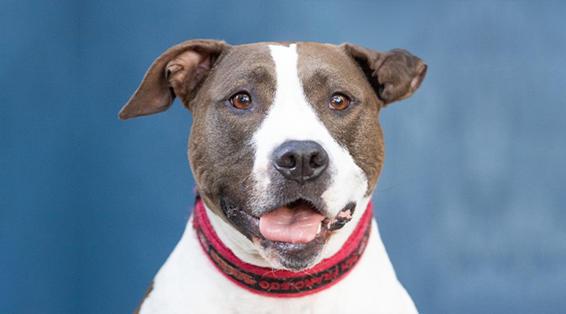 Josie the mixed breed dog stares at the camera on a blue background