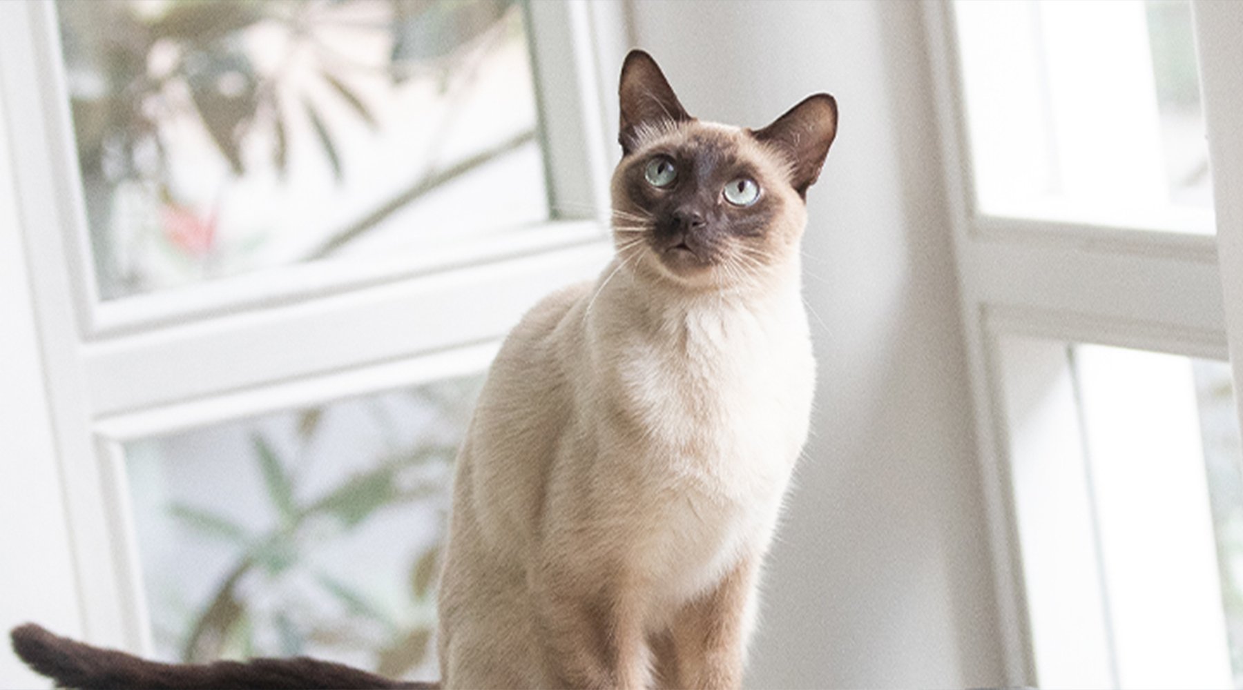 Miko the Tonkinese cat sits in front of bright windows looking off screen