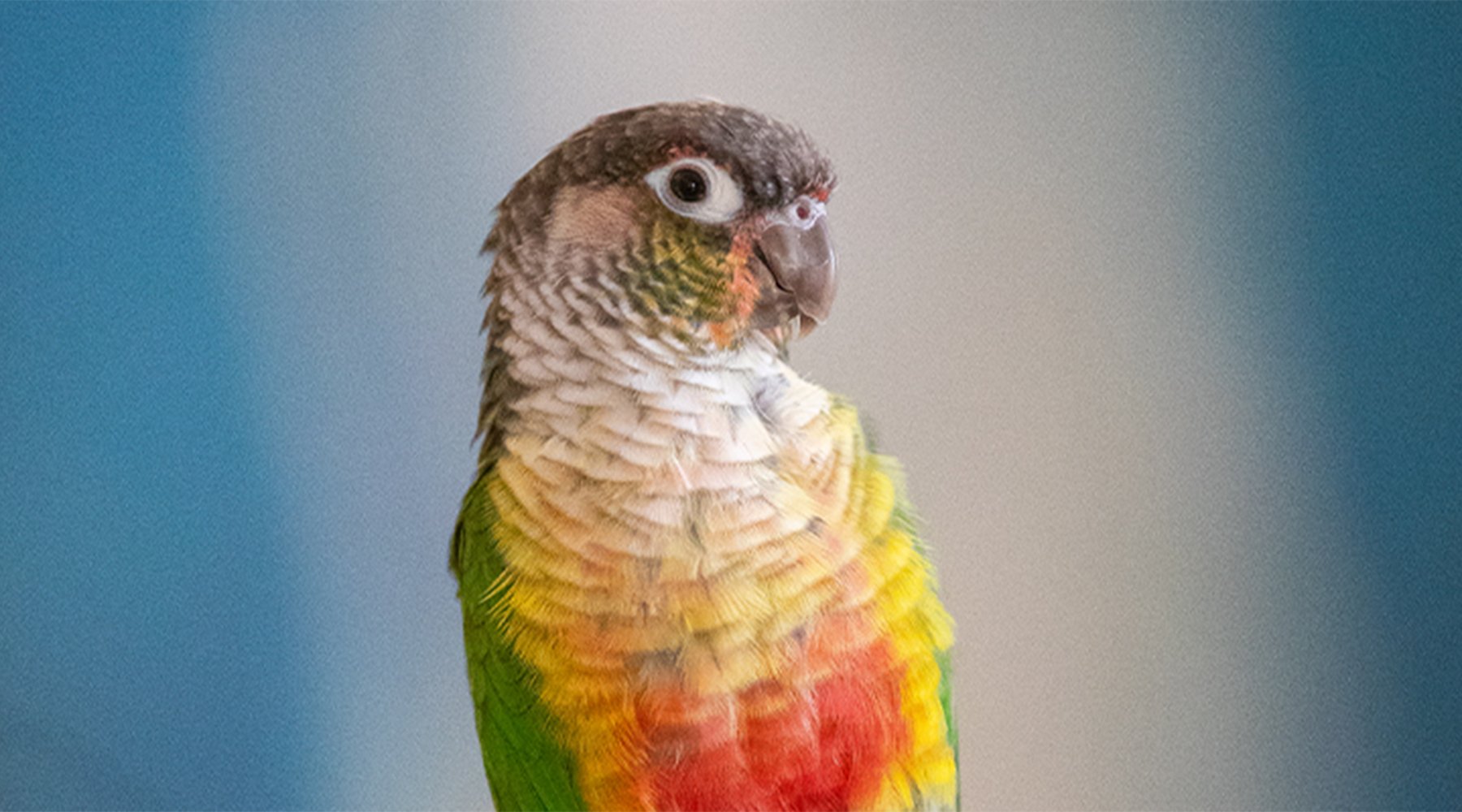 Rolex the multicolored conure poses on a blue background