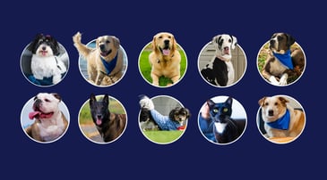 Nationwide member Tim A. hugging his Malinois, Ziya