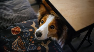 Nationwide member Tim A. hugging his Malinois, Ziya