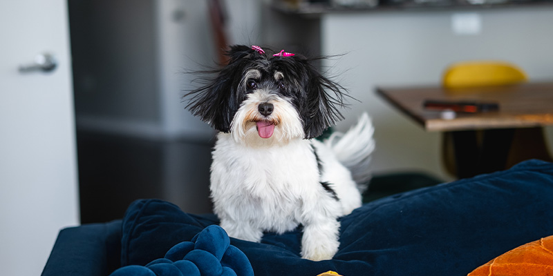 Bella, a Havanese