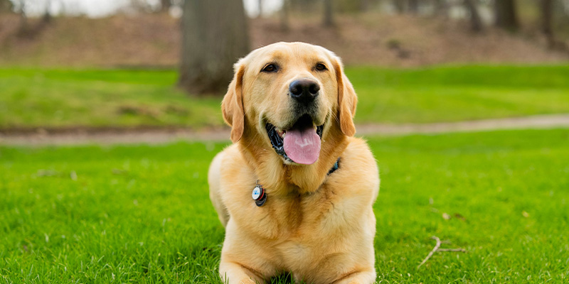 Duke, a Lab mix