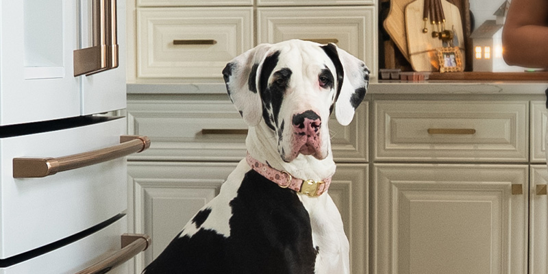 Foxtrot, a Great Dane