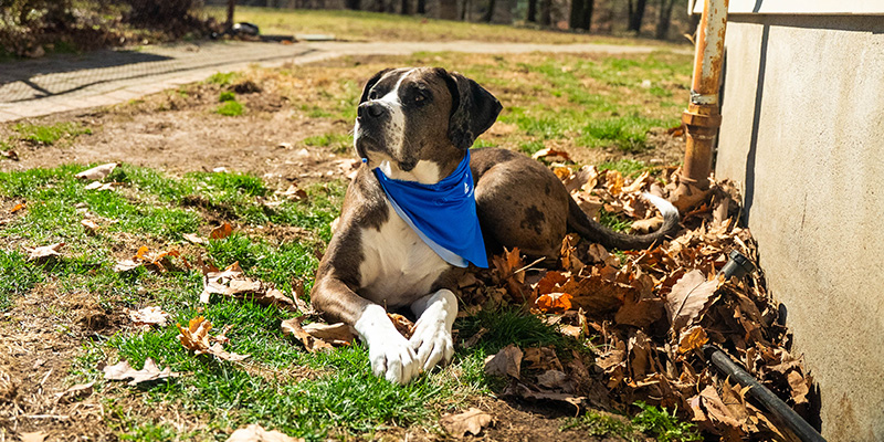 Hazel, a Great Dane-St. Bernard mix-breed