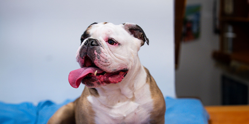 Maddie, a bulldog
