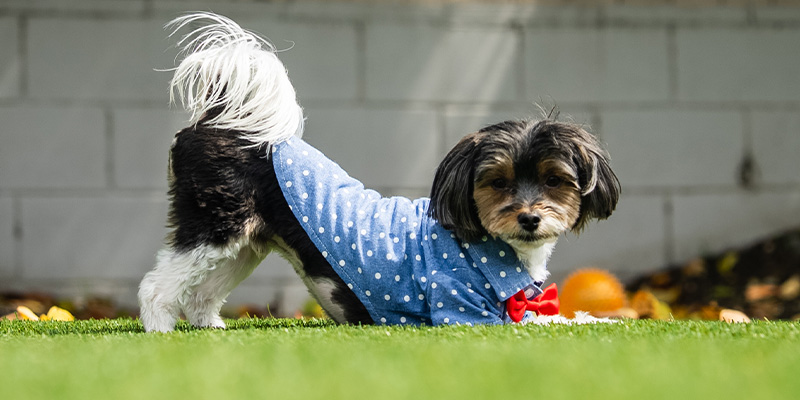 Ozi, a small mixed breed dog