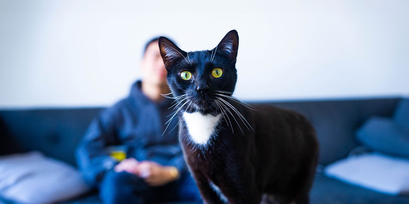 Salem, a shorthair cat