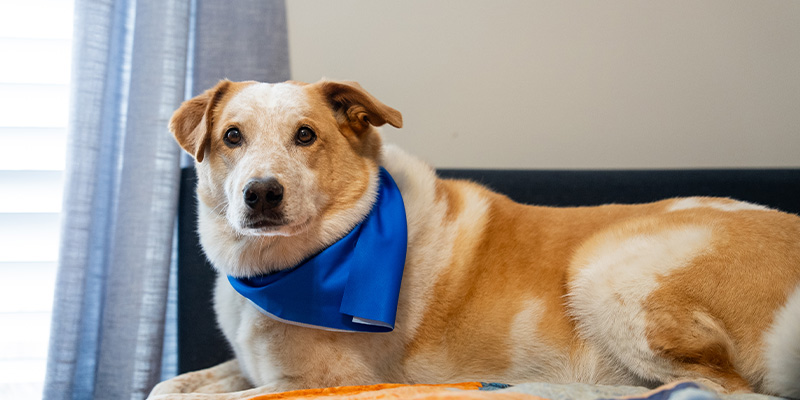 Wash, a mixed-breed dog