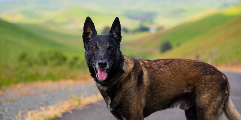 Ziya, a Belgian Malinois