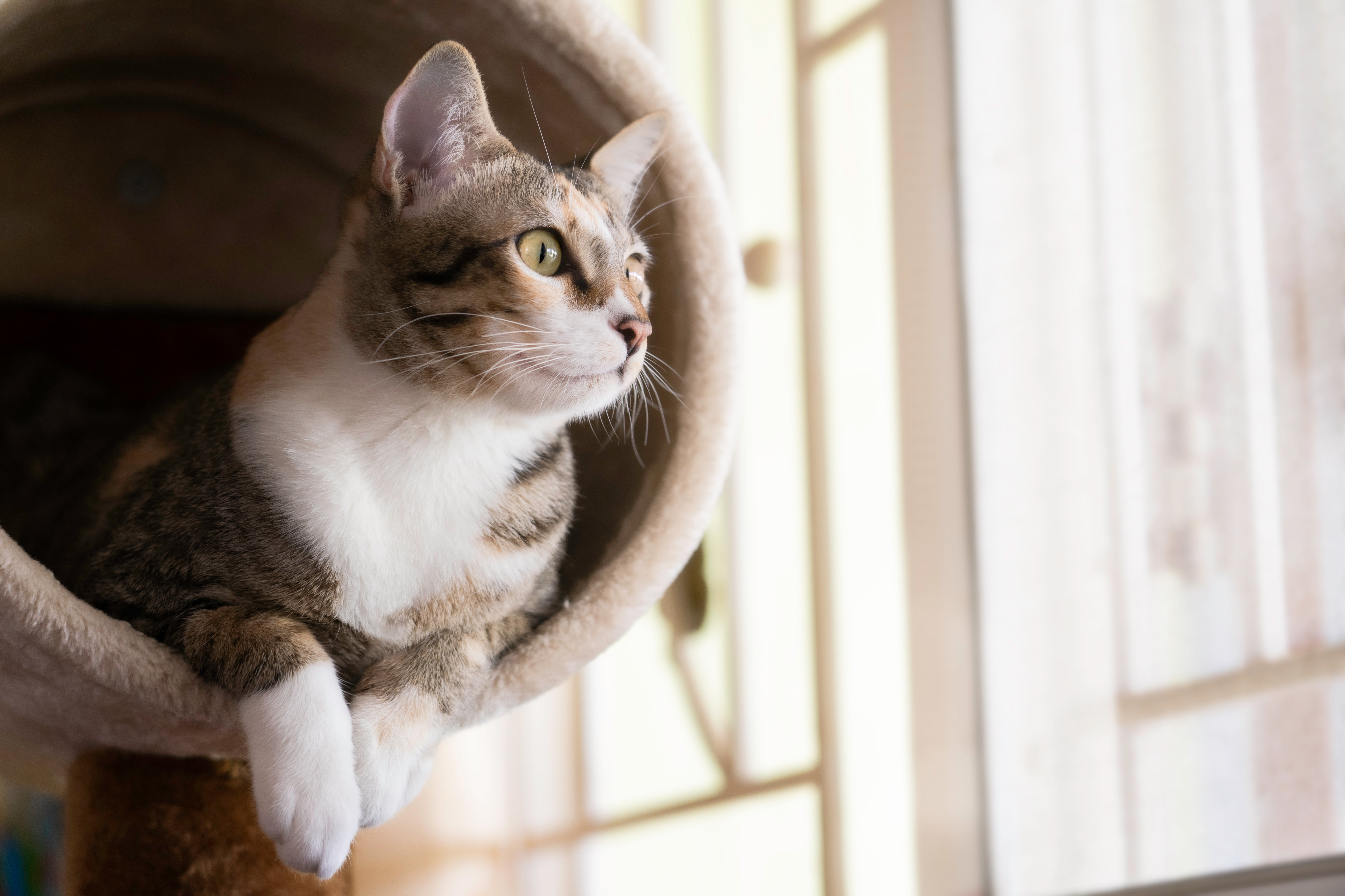 Cat by window