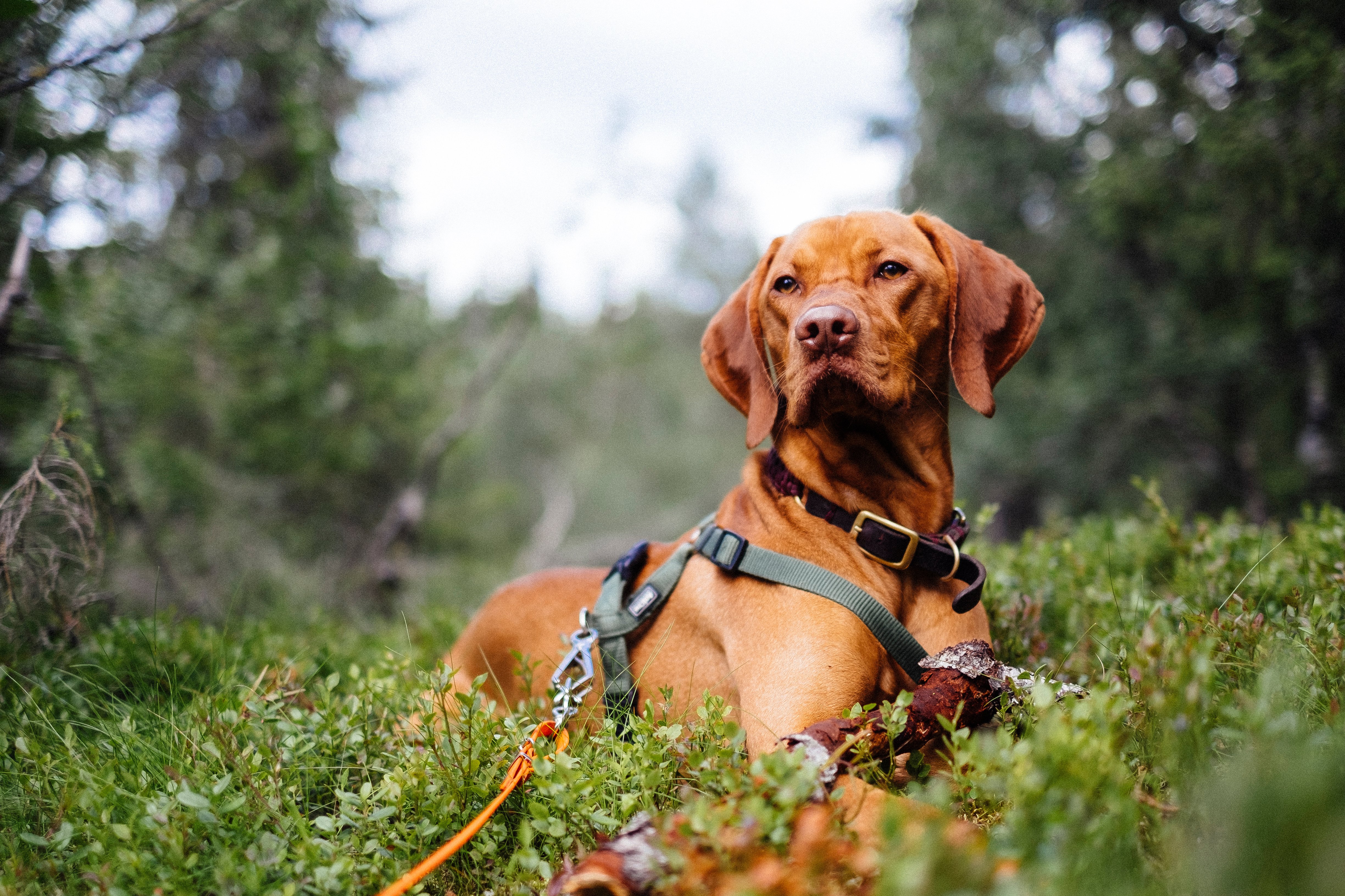 Dog on hike