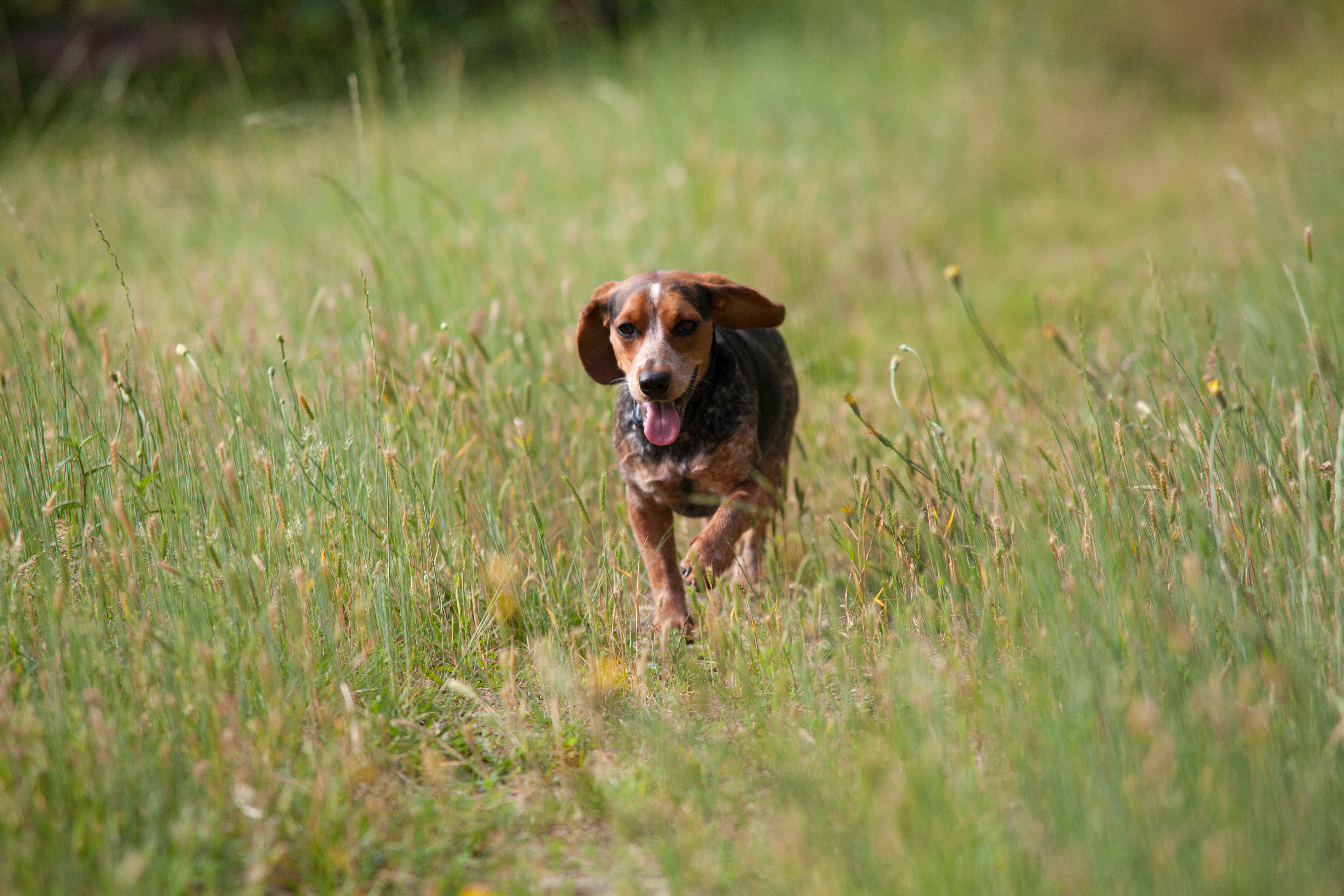 Dog on tall grass