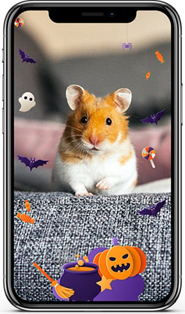 Hamster using smartphone filter