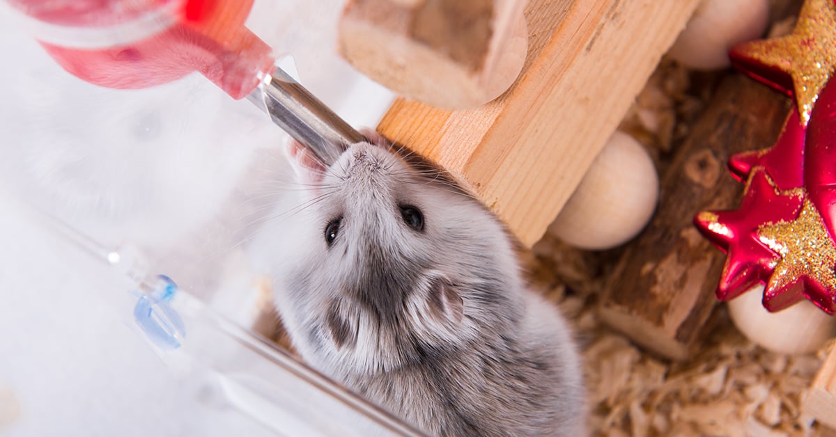 Hamster drinking water