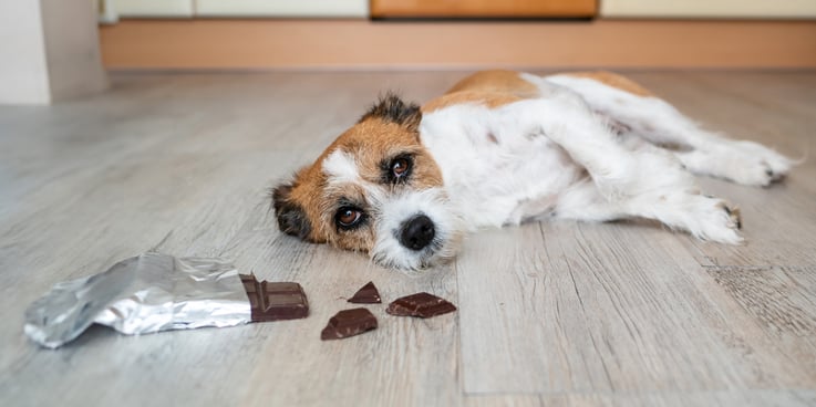 Dog laying on the ground with pieces of chocolate