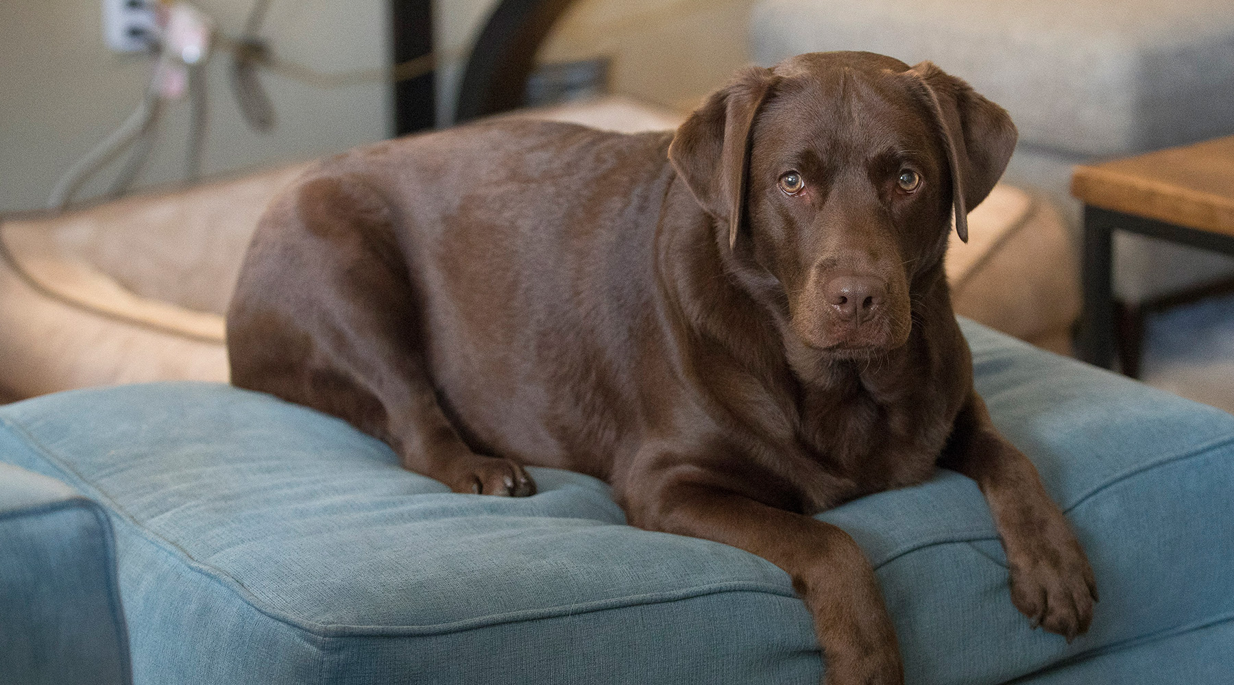 Maeve the Labrador retriever lounges on a footrest