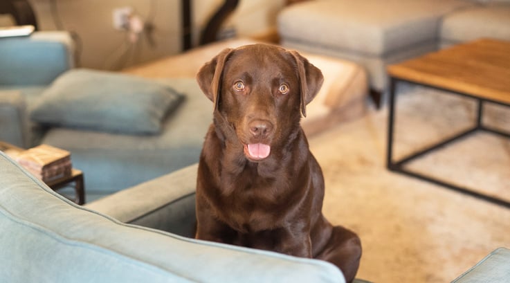Labrador retriever Maeve sits on a blue couch in her home