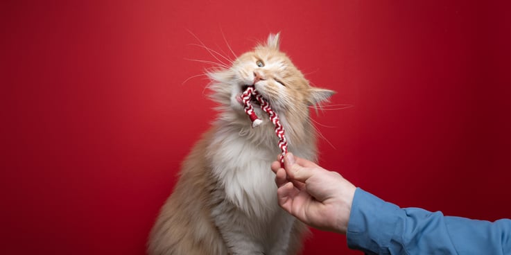 Cat play-biting a candy cane-shaped toy