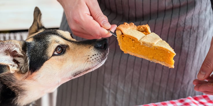 A tri-colored dog watches closely as a piece of pumpkin pie is served