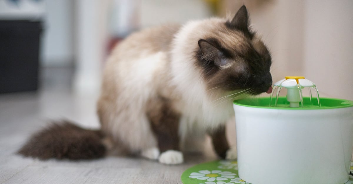 Long haired cat drinking water