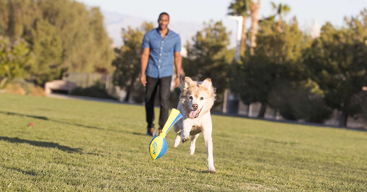 Dr. Owens and Q playing fetch