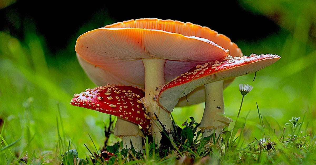 Mushrooms_2