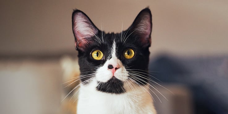 Black and white domestic shorthair cat with yellow eyes on a blurred background