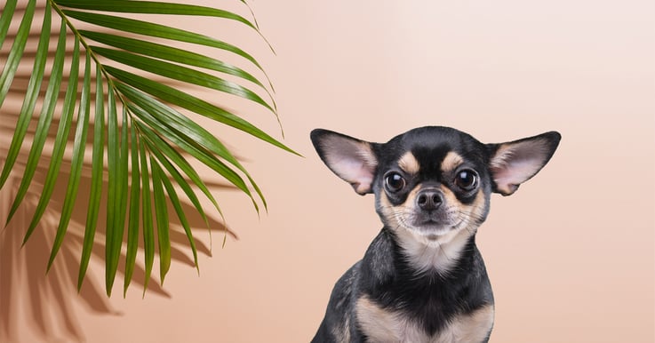 small dog on pink background